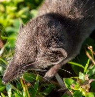V Etiopii byl objeven jeden z nejmenších savců světa
